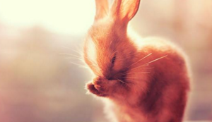 欢迎在宝塔面板安装Z-BlogPHP！